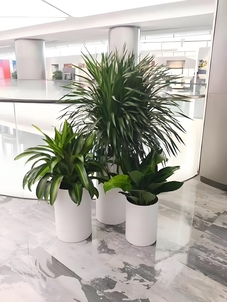 宁波海曙花卉出租价格实惠